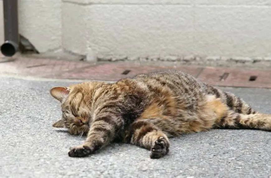 cani e gatti investiti