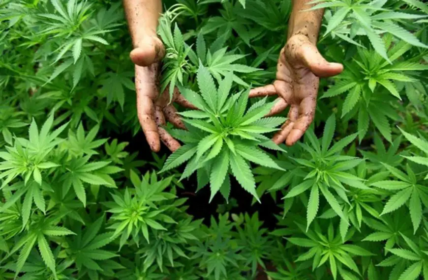 cannabis