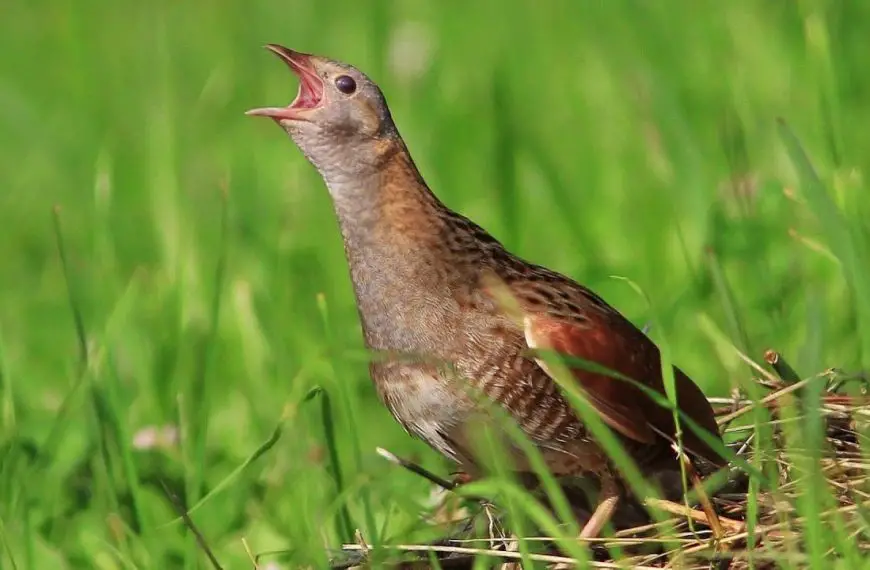 Cologno. Si fa vivo il Re di quaglie dopo 50 anni di assenza