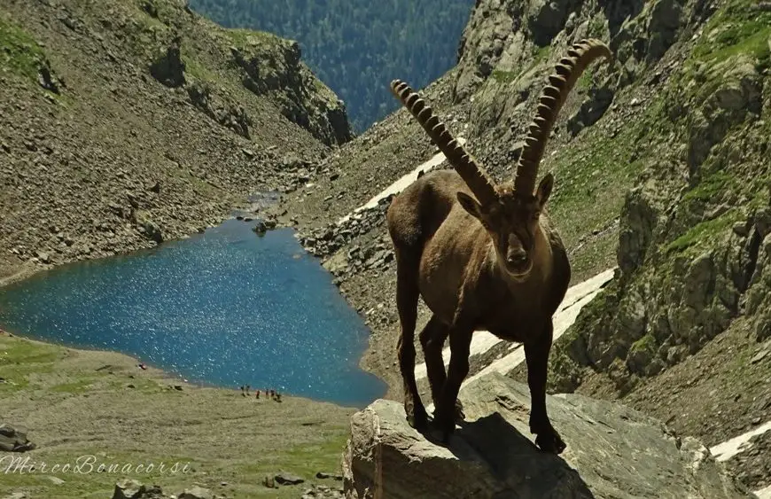 stambecco barbellino