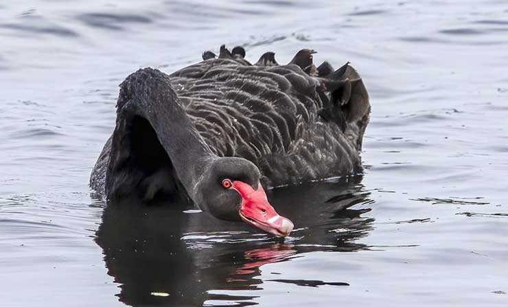 cigno-nero-ponte-san-pietro