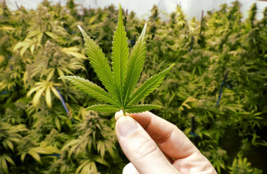 Spirano: sotto controllo per una presunta pistola illegale, possedeva una serra di marijuana
