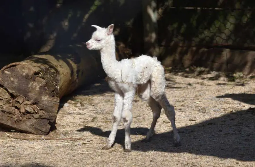 Alpaca, ibis eremita e tapiri. Le novità autunnali alle Cornelle di Valbrembo
