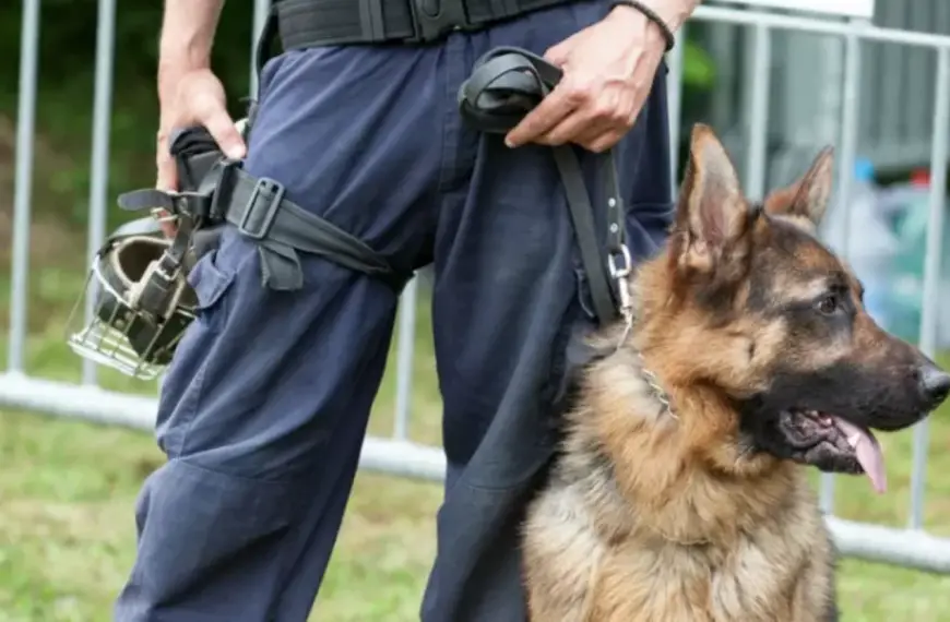 Spirano e Pognano: ragazzi in possesso droga “fiutati” dal cane Spiri alla pensilina del bus
