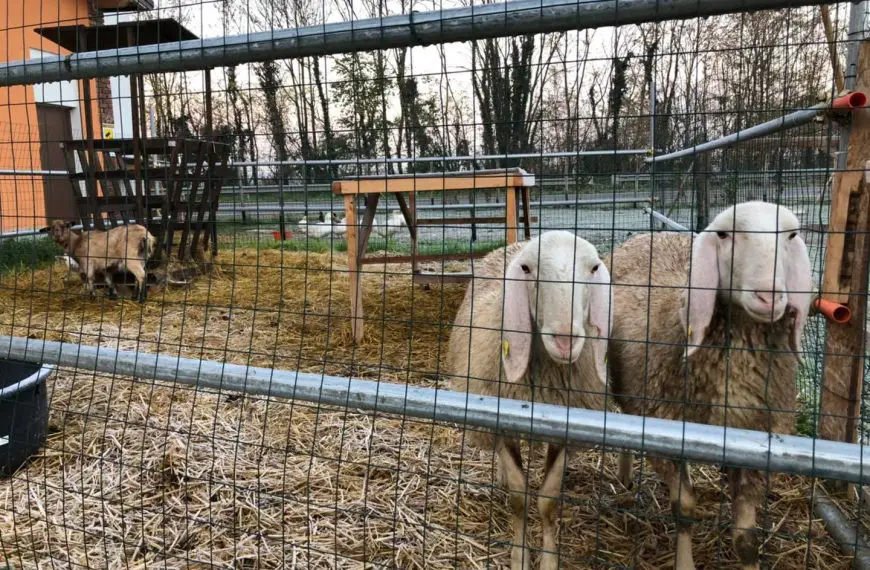 Treviglio: rubate due pecore della Fattoria Didattica della Società Cooperativa Agricola Castel Cerreto