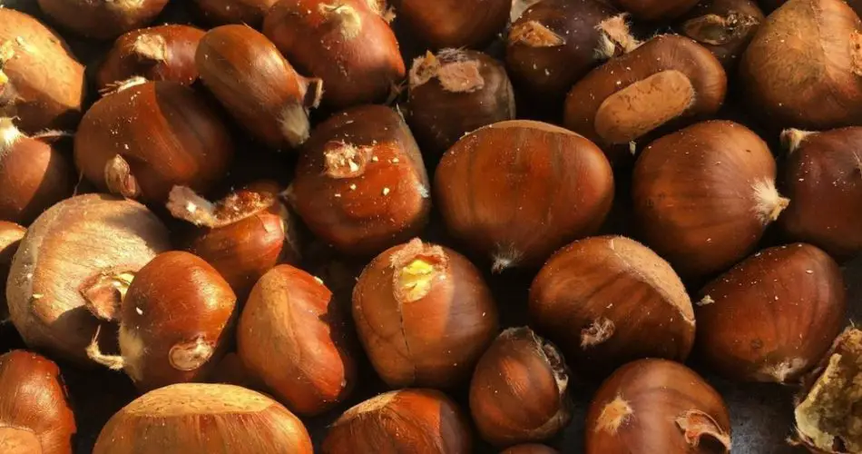 le castagne a Torre de' Busi