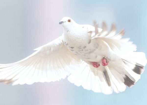 Vola colomba bianca vola